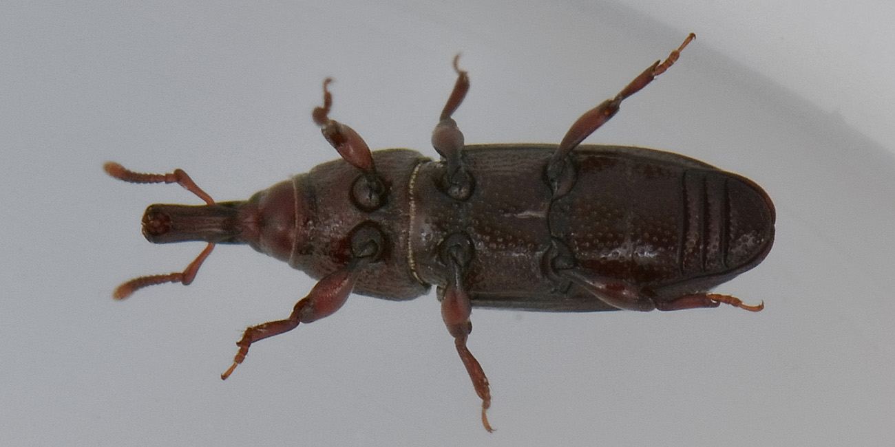 Melicius gracilis - Curculionidae